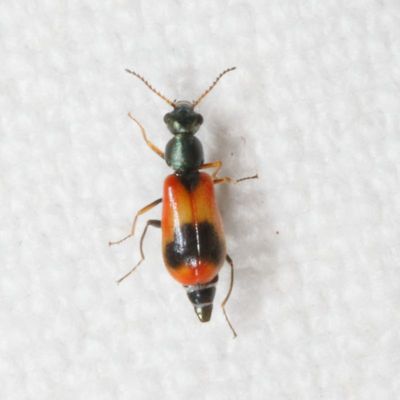 Melyridae * Soft-winged Flower Beetles