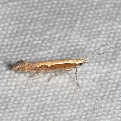 2867-3399 : Olethreutinae - Eucosmini