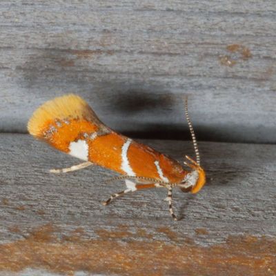 0855-1075 : Oecophoridae - Elachistidae