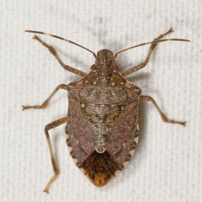 Halyomorpha halys * Brown Marmorated Stink Bug