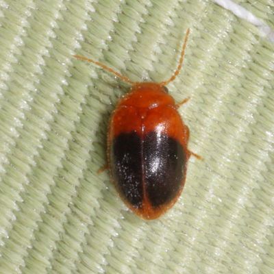 Prionocyphon discoideus * Disk-shaped Marsh Beetle