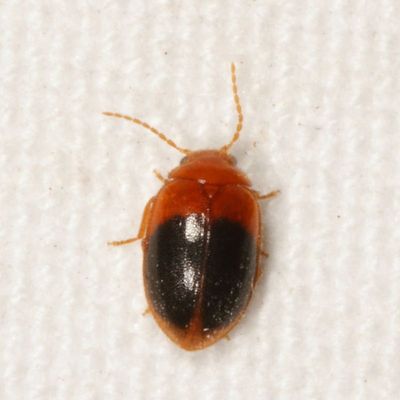 Prionocyphon discoideus * Disk-shaped Marsh Beetle