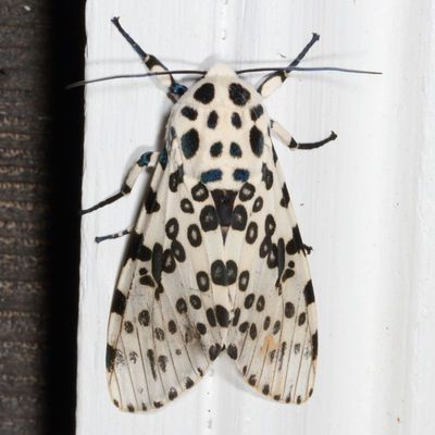 Hodges#8146 * Giant Leopard Moth * Hypercompe scribonia