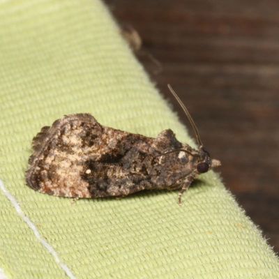 3400-3500 : Olethreutinae - Grapholitini