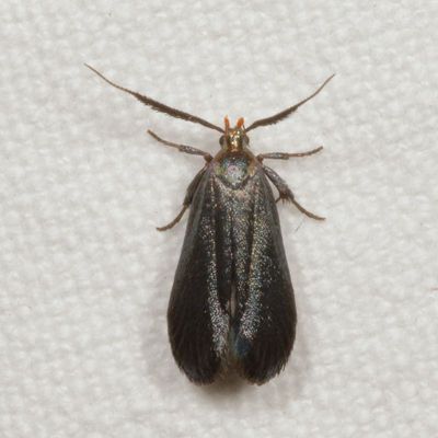 1681-2311 : Gelechiidae