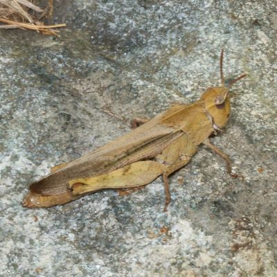 Chortophaga viridifasciata