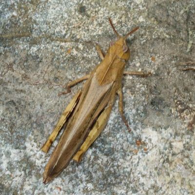 Chortophaga viridifasciata