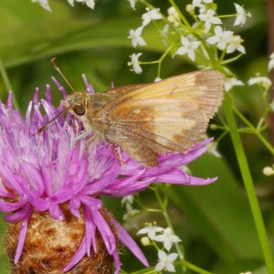 Hobomok Skipper