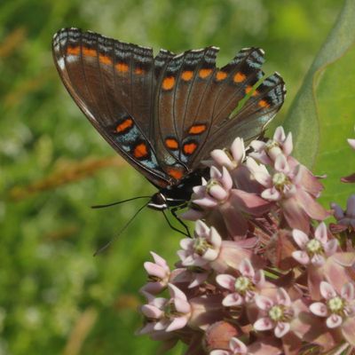 Red-Spotted Purple