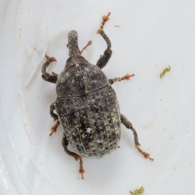 Rhyssomatus lineaticollis * Milkweed Stem Weevil 