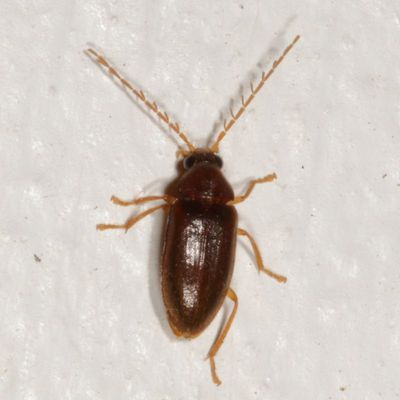 Ptilodactylidae : Toe-winged Beetles