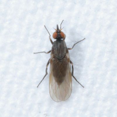 Empididae : Dance Flies