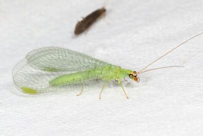 Chrysopa oculata