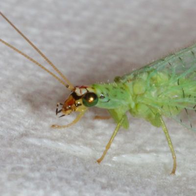 Chrysopa oculata