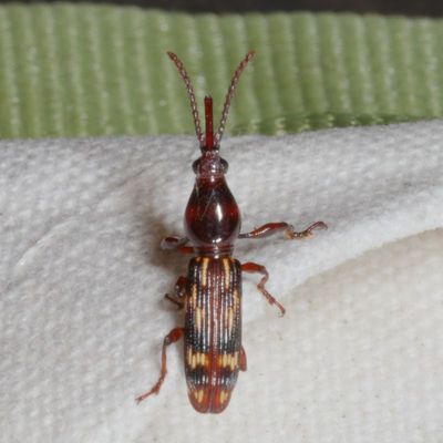 Brentidae : Primitive Weevils