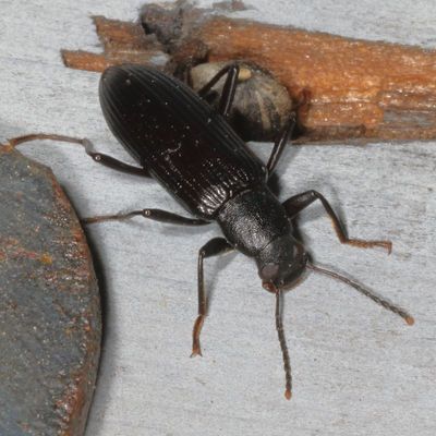 Subfamily Stenochiinae