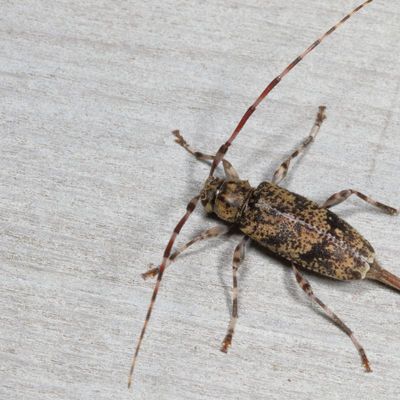 Graphisurus fasciatus  ♀