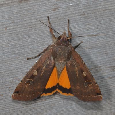 Hodges#11003.1 * Large Yellow Underwing * Noctua pronuba