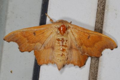 Apatelodidae through Saturniidae Moths : 7649 -7770