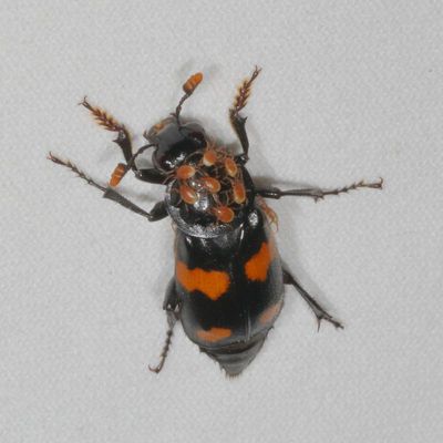 Nicrophorus orbicollis