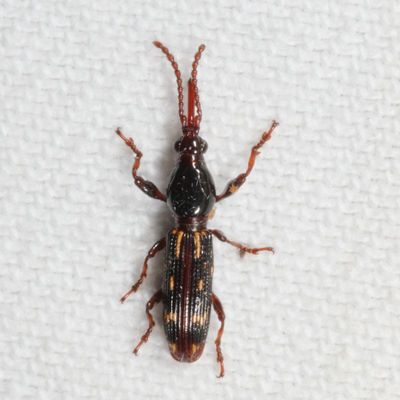 Arrhenodes minutus * Oak Timberworm ♀