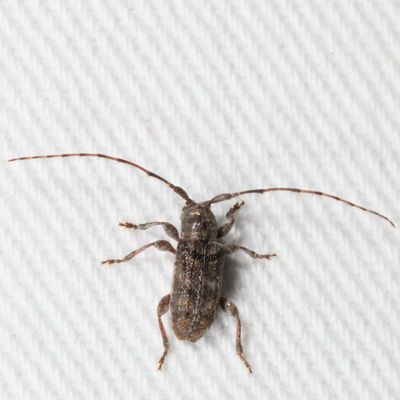 Tribe Pogonocherini