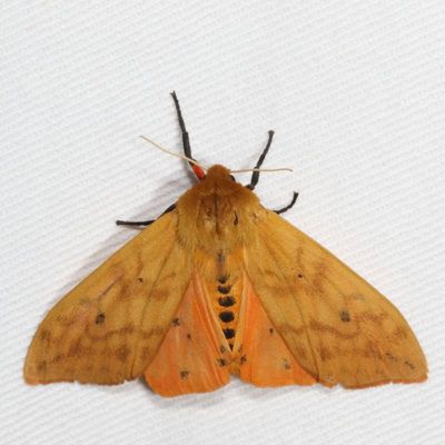 Hodges#8129 * Isabella Tiger Moth * Pyrrharctia isabella