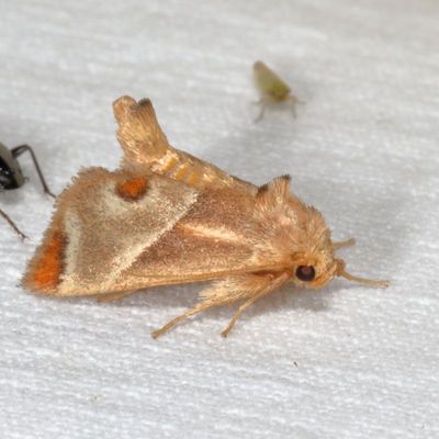 Pre-Pyralid Moths : 3864-4702