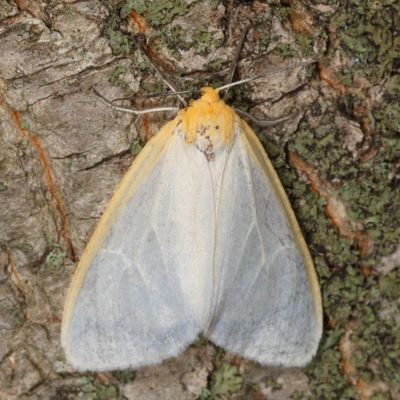 Arctiidae and Lymantriidae Moths : 8033 - 8321