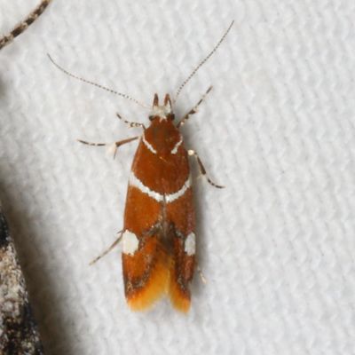 Pre-Tortricid Micros Moths : 0001-2700