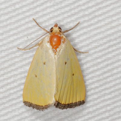 Hodges#9044 * Black-bordered Lemon * Marimatha nigrofimbria