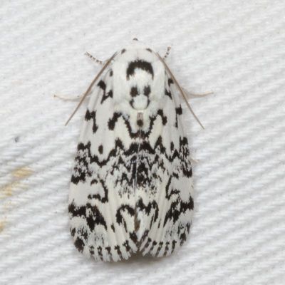 Noctuidae - Plusiinae through Agaristinae Moths : 8880 - 9324