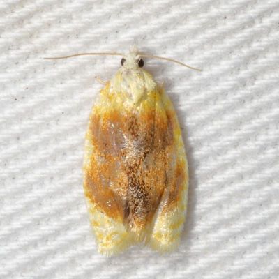 3501-3591 : Tortricinae : Tortricini - Cnephasiini