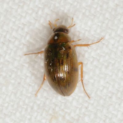 Genus Berosus