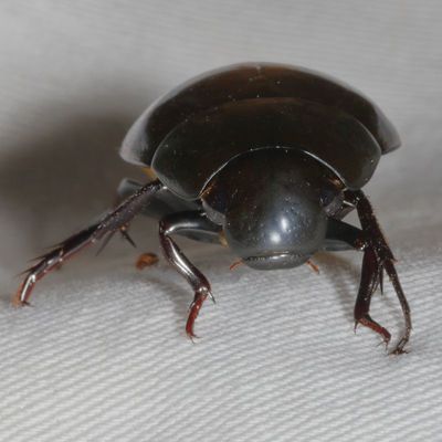 Hydrophilidae : Water Scavenger Beetles