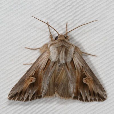 Noctuidae - Amphipyrinae Moths : 9325 - 9872