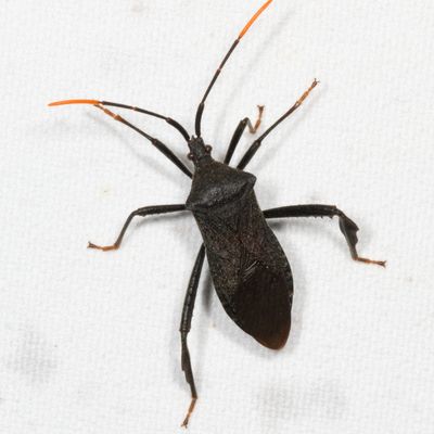 Acanthocephala terminalis