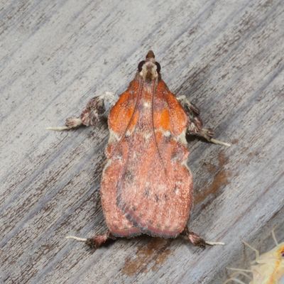Pyralidae : 5510 - 5650 : Pyralidae - Gallerinae