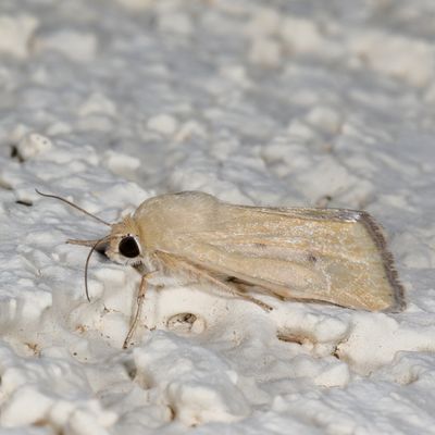 11055-11212 : Heliothinae