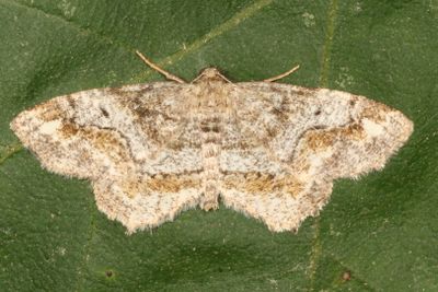 6618-6762 : Melanolophia, Phigalia