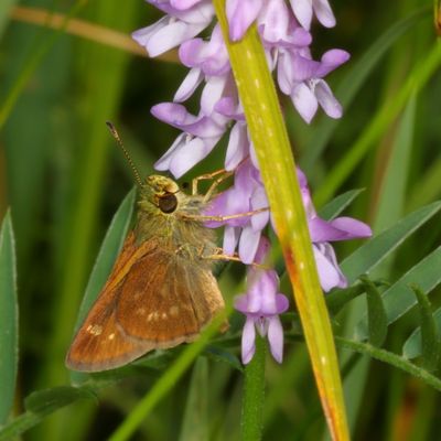 Little Glassywing