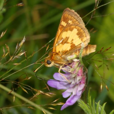 Peck's Skipper