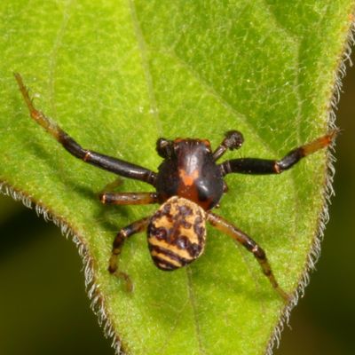 Xysticus fraternus