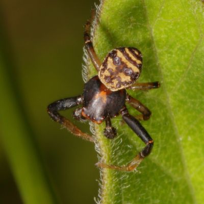 Genus Xysticus : Ground Crab Spiders