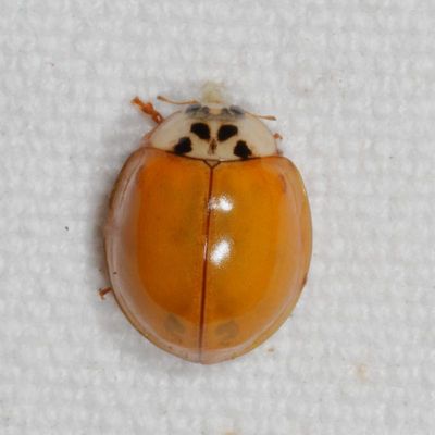 Harmonia axyridis
