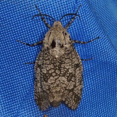 Hodges#2693 * Carpenterworm Moth * Prionoxystus robiniae