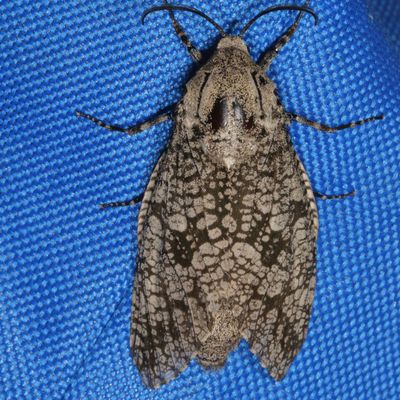 Hodges#2693 * Carpenterworm Moth * Prionoxystus robiniae