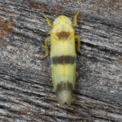 Empoa gillettei