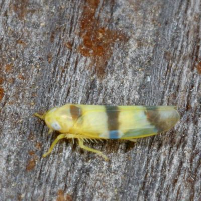 Subfamily Typhlocybinae