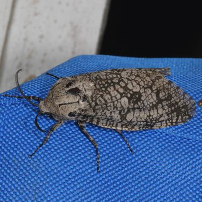 2627-2700 : Choreutidae-Cossidae